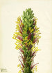 Agave lechuguilla - Mary Vaux Walcott — widok dzieła