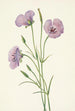 Mariposa lilas Calochortus splendens - Mary Vaux Walcott — widok dzieła