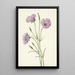 Mariposa lilas Calochortus splendens - Mary Vaux Walcott — oprawiony obraz na ścianie