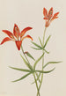 Lys Lilium montanum - Mary Vaux Walcott — widok dzieła
