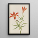 Lys Lilium montanum - Mary Vaux Walcott — oprawiony obraz na ścianie