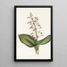 Lys Twayblade Liparis liliifolia - Mary Vaux Walcott — oprawiony obraz na ścianie