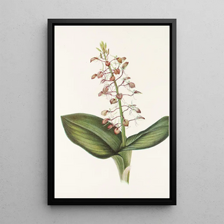 Mary Vaux Walcott - Lily Twayblade Liparis liliifolia.webp