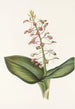 Lys Twayblade Liparis liliifolia - Mary Vaux Walcott — widok dzieła