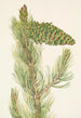 Pin elastyczny Pinus flexilis - Mary Vaux Walcott — widok dzieła