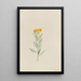 Lithospermum canescens - Mary Vaux Walcott — oprawiony obraz na ścianie