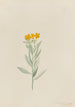 Lithospermum canescens - Mary Vaux Walcott — widok dzieła