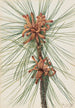 Pin des marais Pinus taeda - Mary Vaux Walcott — widok dzieła