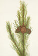 Pin tordu Pinus contorta murrayana - Mary Vaux Walcott — widok dzieła