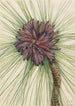 Pin des marais Pinus palustris - Mary Vaux Walcott — widok dzieła