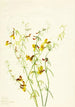 Lotus puberulus - Mary Vaux Walcott — widok dzieła