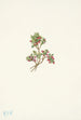 Airelle basse Vaccinium caespitosum - Mary Vaux Walcott — widok dzieła