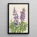 Lupin Lupinus fornosus - Mary Vaux Walcott — oprawiony obraz na ścianie
