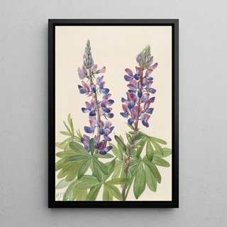 Mary Vaux Walcott - Lupine Lupinus fornosus.webp