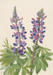 Lupin Lupinus fornosus - Mary Vaux Walcott — widok dzieła