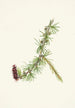 Mélèze de Lyall Larix lyallii - Mary Vaux Walcott — widok dzieła
