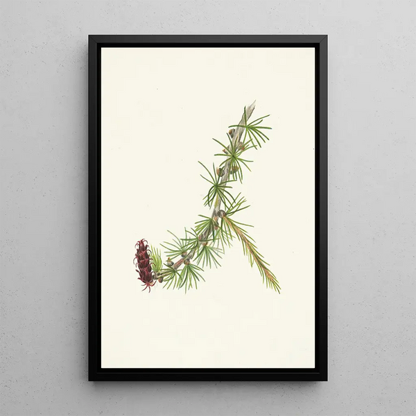 Mary Vaux Walcott - Lyall Larch Larix lyallii.webp