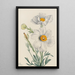 Pavot de Matilija Romneya coulteri - Mary Vaux Walcott — oprawiony obraz na ścianie