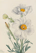Pavot de Matilija Romneya coulteri - Mary Vaux Walcott — widok dzieła