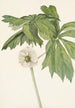 Podophylle pelté Podophyllum peltatum - Mary Vaux Walcott — widok dzieła
