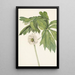 Podophylle pelté Podophyllum peltatum - Mary Vaux Walcott — oprawiony obraz na ścianie