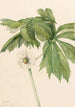 Podophylle pelté Podophyllum peltatum - Mary Vaux Walcott — widok dzieła