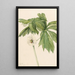 Podophylle pelté Podophyllum peltatum - Mary Vaux Walcott — oprawiony obraz na ścianie