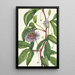 Passiflore incarnée Passiflora incarnata - Mary Vaux Walcott — oprawiony obraz na ścianie