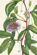 Passiflore incarnée Passiflora incarnata - Mary Vaux Walcott — widok dzieła