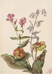 Piękno łąk Rhexia virginica Serpentaire Nabalus albus Sarracénie purpurowa Sarracenia purpurea - Mary Vaux Walcott — widok dzieła