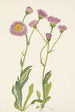 Vergerette des prés Erigeron speciosus - Mary Vaux Walcott — widok dzieła
