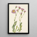 Vergerette des prés Erigeron speciosus - Mary Vaux Walcott — oprawiony obraz na ścianie