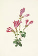 Pénstémon de Menzies Pentstemon menziesii - Mary Vaux Walcott — widok dzieła