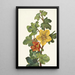 Fremontia mexicaine Fremontodendron mexicanum - Mary Vaux Walcott — oprawiony obraz na ścianie