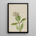 Asclépiade Asclepias - Mary Vaux Walcott — oprawiony obraz na ścianie