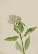 Asclépiade Asclepias - Mary Vaux Walcott — widok dzieła