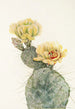 Figuier de Barbarie du Missouri Opuntia polyacantha - Mary Vaux Walcott — widok dzieła