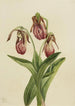 Sabot de Vénus Cypripedium acaule - Mary Vaux Walcott — widok dzieła