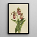 Sabot de Vénus Cypripedium acaule - Mary Vaux Walcott — oprawiony obraz na ścianie