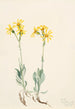 Parnassie du Montana Parnassia montanesis - Mary Vaux Walcott — widok dzieła