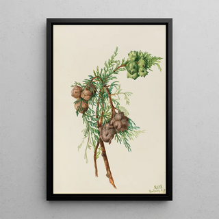 Mary Vaux Walcott - Monterey Cypress Cupressus macrocarpa.webp