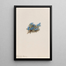 Myosotis des mousses Eritrichum elongatum - Mary Vaux Walcott — oprawiony obraz na ścianie
