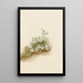 Phlox mousseux Phlox subulata - Mary Vaux Walcott — oprawiony obraz na ścianie