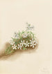 Phlox mousseux Phlox subulata - Mary Vaux Walcott — widok dzieła