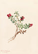 Airelle des montagnes Vaccinium vitis-idaea minus - Mary Vaux Walcott — widok dzieła