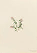 Airelle des montagnes Vaccinium vitis-idaea minus - Mary Vaux Walcott — widok dzieła
