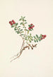 jagód borówki górskiej Vaccinium vitis-idaea minus - Mary Vaux Walcott — widok dzieła