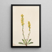 Verge d'or des montagnes Solidago oreophila - Mary Vaux Walcott — oprawiony obraz na ścianie