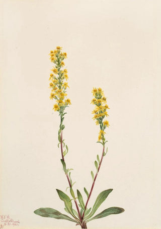 Mary Vaux Walcott - Mountain Goldenrod Solidago oreophila.webp
