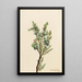 Juniperus sibirica - Mary Vaux Walcott — oprawiony obraz na ścianie